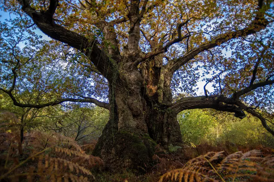 Blenheim Strategic Partners Creating and Protecting Woodlands