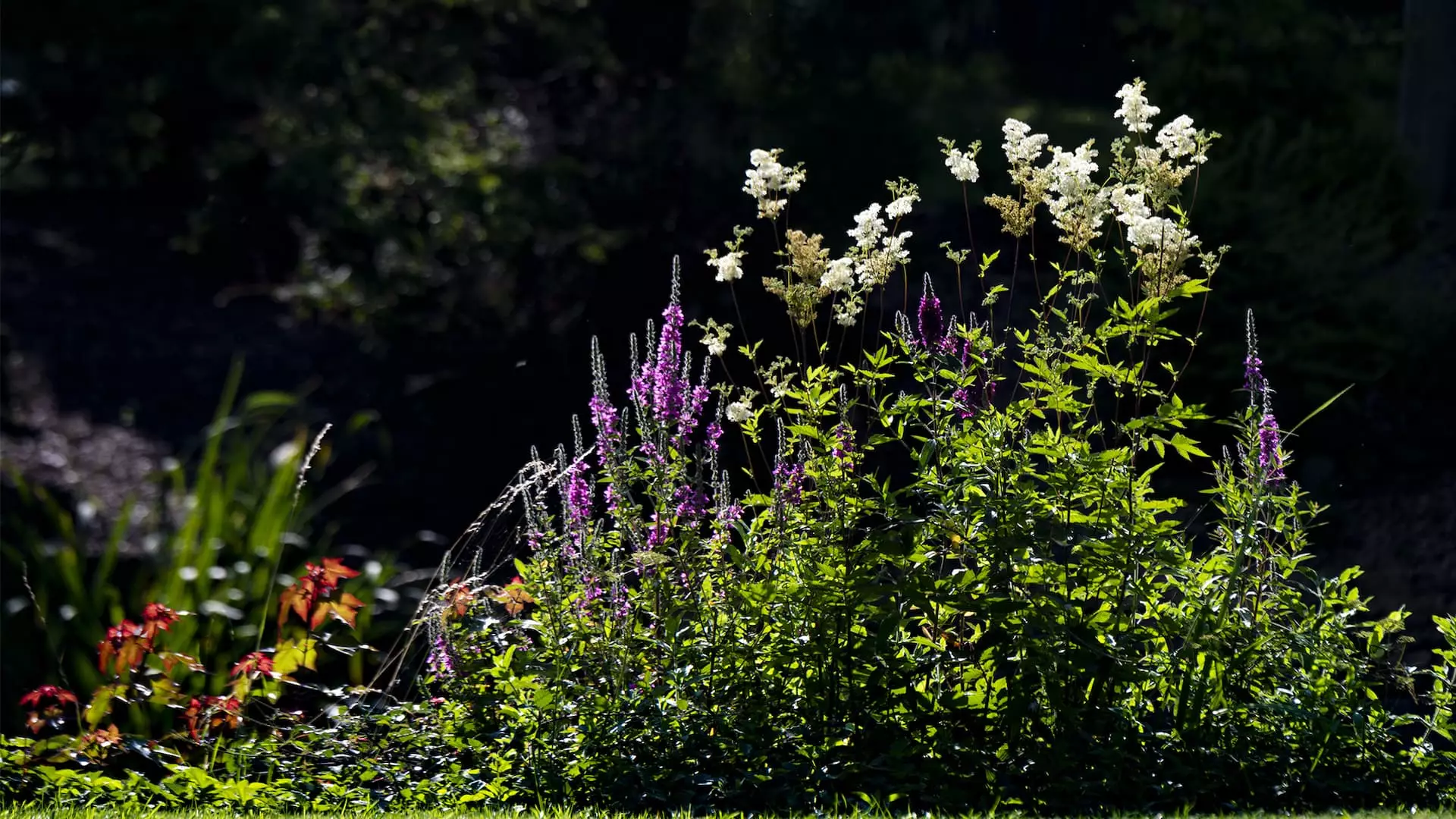 Tall wildflowers in pink, purple and white